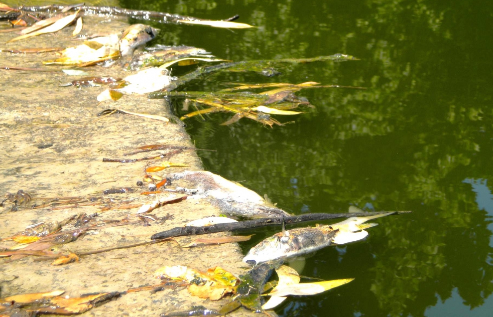 Gran mortandad de peces en el ro Guadara