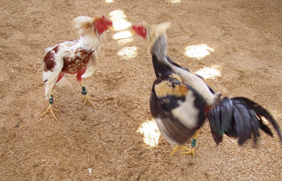 Dos detenidos por organizar pelas de gallos en plena calle