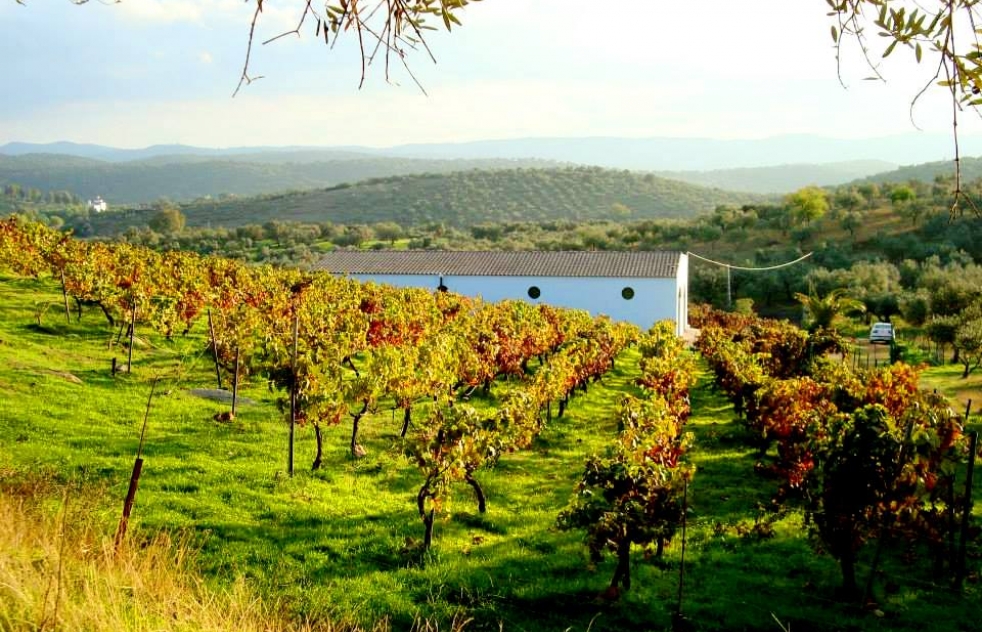 Vinos Salud ofrece una joya de la Sierra Norte: el tinto Tierra Savia