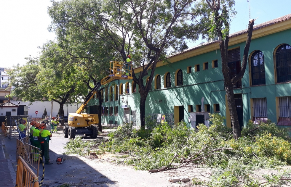 Polmica por la tala de diez rboles en el Callejn del Huerto