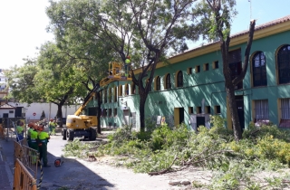 Polmica por la tala de diez rboles en el Callejn del Huerto