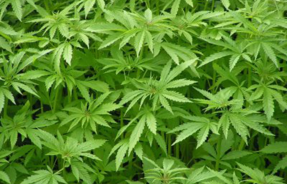Dos detenidos por un cultivo hidropnico de 92 plantas marihuana