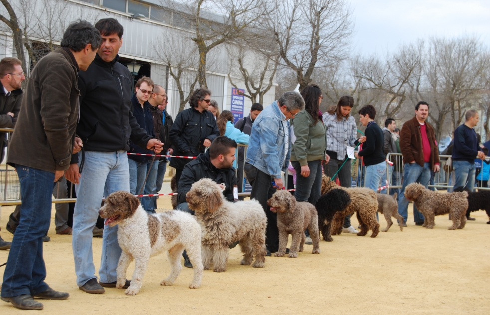 El PP quiere que Alcal desarrolle el potencial econmico asociado a las actividades con perros