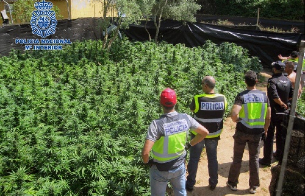 Desmantelan una plantacin de marihuana modificada genticamente 